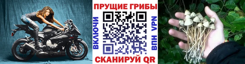 даркнет сайт  Ульяновск  Галлюциногенные грибы Cubensis 